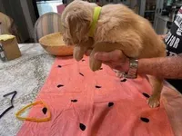 Valentine Puppies, a male Golden Retriever for sale in Mauldin, SC – Photo 2 of 3