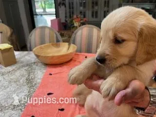 Valentine Puppies – Golden Retriever puppy for sale in Mauldin, SC