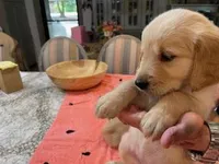 Valentine Puppies, a male Golden Retriever for sale in Mauldin, SC – Photo 1 of 3