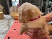 Valentine Puppies, a male Golden Retriever for sale in Mauldin, SC – Photo 2 of 3