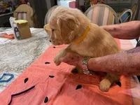 Valentine Puppies, a male Golden Retriever for sale in Mauldin, SC – Photo 2 of 3