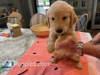 Valentine Puppies – Golden Retriever puppy for sale in Mauldin, SC