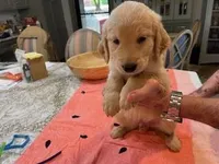 Valentine Puppies, a male Golden Retriever for sale in Mauldin, SC – Photo 1 of 3