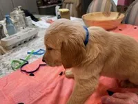 Valentine Puppies, a male Golden Retriever for sale in Mauldin, SC – Photo 2 of 3