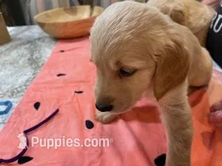 Valentine Puppies – Golden Retriever puppy for sale in Mauldin, SC