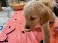 Valentine Puppies, a male Golden Retriever for sale in Mauldin, SC – Photo 1 of 3