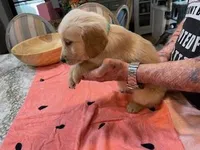 Valentine Puppies, a male Golden Retriever for sale in Mauldin, SC – Photo 2 of 3
