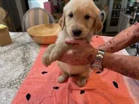 Valentine Puppies, a male Golden Retriever for sale in Mauldin, SC – Photo 1 of 3