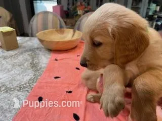 Valentine Puppies – Golden Retriever puppy for sale in Mauldin, SC