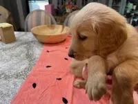 Valentine Puppies, a male Golden Retriever for sale in Mauldin, SC – Photo 1 of 3