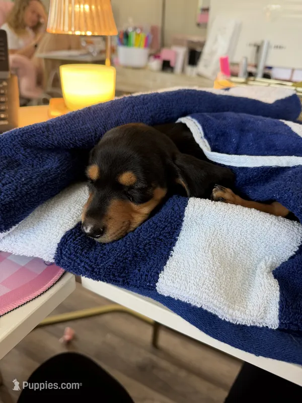 Mille – Miniature Dachshund puppy for sale in Clayton, NC
