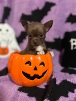 Jason, a male Chihuahua for sale in Sioux City, IA – 2 of 5