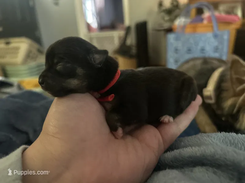 Chucky – Chihuahua puppy for sale in Sioux City, IA