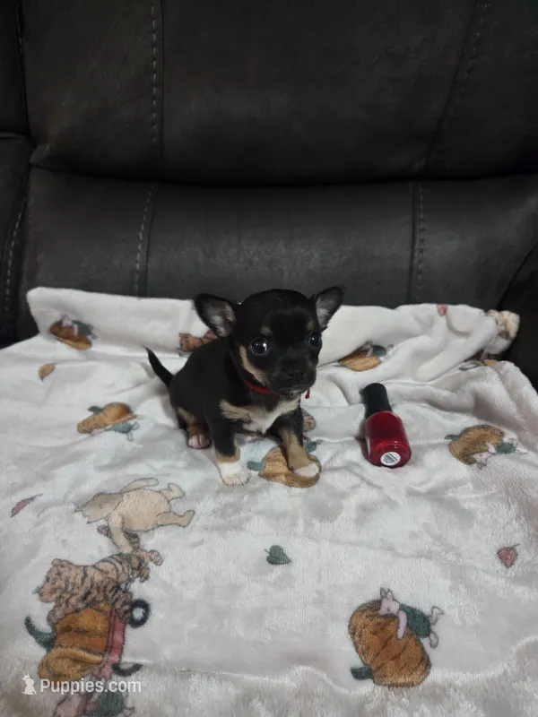 Chucky – Chihuahua puppy for sale in Sioux City, IA