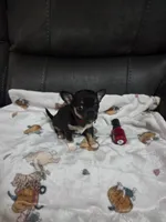 Chucky, a male Chihuahua for sale in Sioux City, IA – 2 of 4