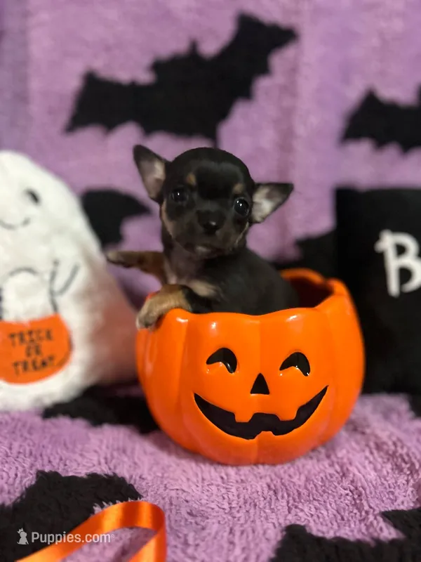 Freddy – Chihuahua puppy for sale in Sioux City, IA