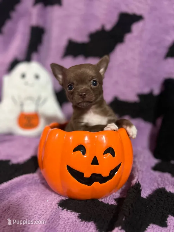 Jason – Chihuahua puppy for sale in Sioux City, IA