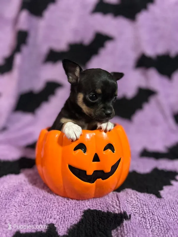 Chucky – Chihuahua puppy for sale in Sioux City, IA