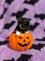 Chucky, a male Chihuahua for sale in Sioux City, IA – 1 of 4