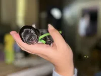Freddy, a male Chihuahua for sale in Sioux City, IA – 2 of 3