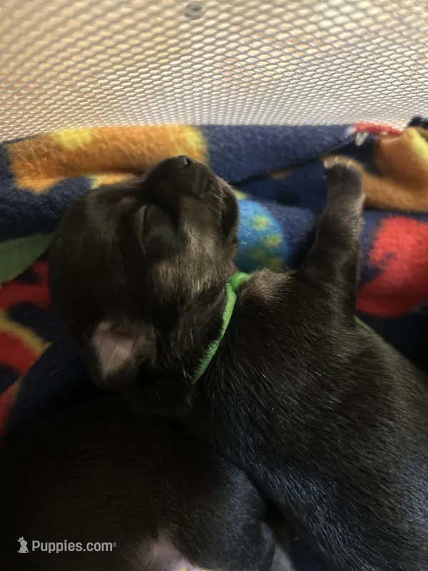 Freddy – Chihuahua puppy for sale in Sioux City, IA