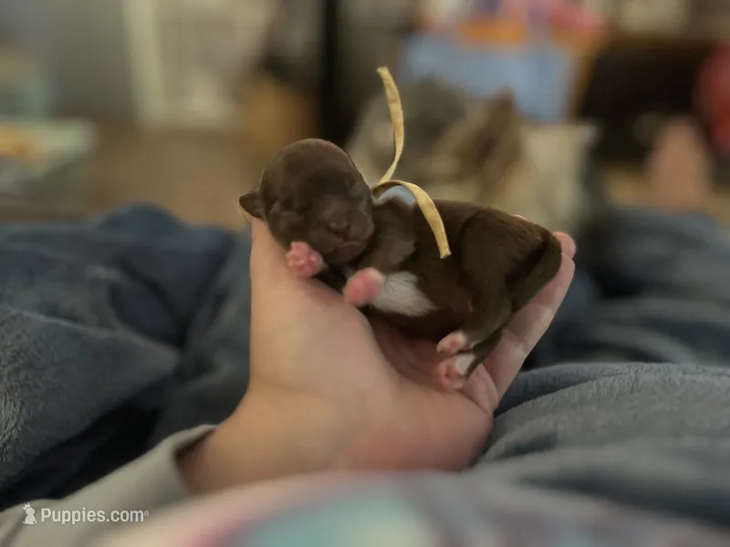Jason – Chihuahua puppy for sale in Sioux City, IA