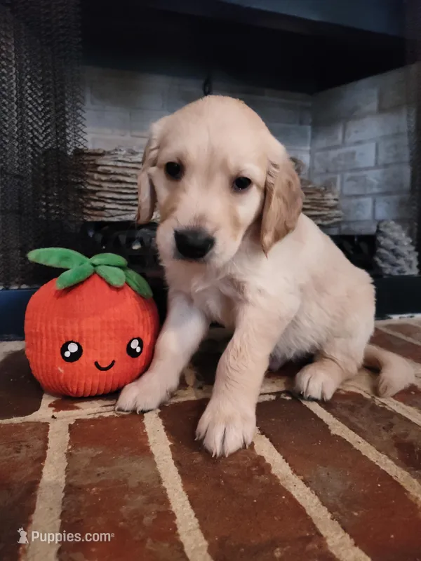 Boy#3 – Golden Retriever, English Cream Golden Retriever puppy on hold in Douglasville, GA