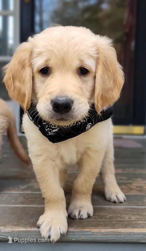 Boy #1 – Golden Retriever, English Cream Golden Retriever puppy on hold in Douglasville, GA