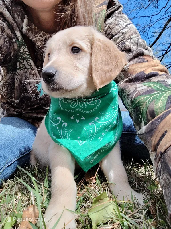 Boy#6 – Golden Retriever, English Cream Golden Retriever puppy on hold in Douglasville, GA