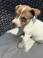 Bertha, a female Rat Terrier for sale in Waynesboro, TN – 1 of 2