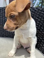 Bubba , a male Rat Terrier for sale in Waynesboro, TN – 1 of 2