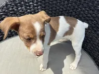 Shifter , a male Rat Terrier for sale in Waynesboro, TN – 2 of 2