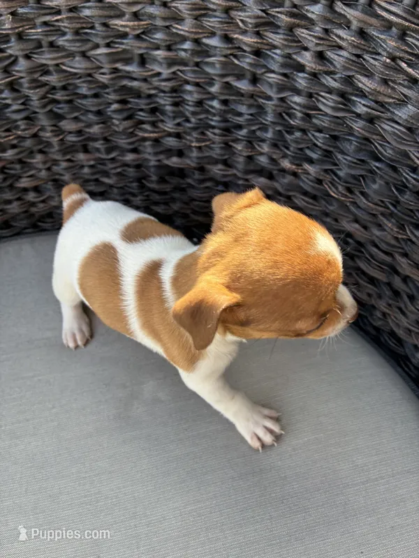 Tiny Dancer – Rat Terrier puppy for sale in Waynesboro, TN