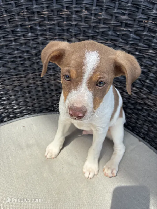 Shifter  – Rat Terrier puppy for sale in Waynesboro, TN