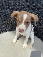Shifter , a male Rat Terrier for sale in Waynesboro, TN – 1 of 2