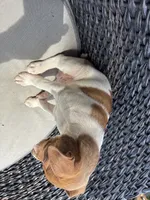 Bubba , a male Rat Terrier for sale in Waynesboro, TN – 2 of 2
