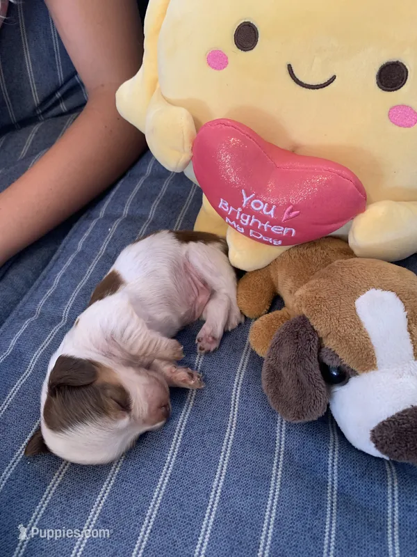 Gorgeous Pie Bald Boy – Miniature Dachshund puppy for sale in San Antonio, TX