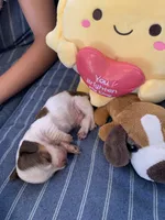 Gorgeous Pie Bald Boy, a male Miniature Dachshund for sale in San Antonio, TX – 1 of 7