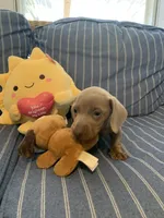Fancy Lilac/Fawn Baby Boy , a male Miniature Dachshund for sale in San Antonio, TX – 9 of 9