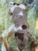 Tiny Dapple pied short hair girl, a female Miniature Dachshund for sale in San Antonio, TX – Photo 3 of 5