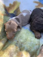 Tiny Dapple pied short hair girl, a female Miniature Dachshund for sale in San Antonio, TX – Photo 4 of 5