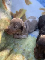 Tiny Dapple pied short hair girl, a female Miniature Dachshund for sale in San Antonio, TX – Photo 1 of 5