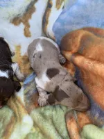 Tiny Dapple pied short hair girl, a female Miniature Dachshund for sale in San Antonio, TX – Photo 2 of 5