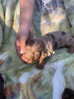 Gorgeous Dapple Long hair Boy , a male Miniature Dachshund for sale in San Antonio, TX – Photo 3 of 9