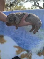 Gorgeous Dapple Long hair Boy , a male Miniature Dachshund for sale in San Antonio, TX – Photo 5 of 9