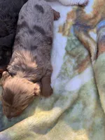 Gorgeous Dapple Long hair Boy , a male Miniature Dachshund for sale in San Antonio, TX – Photo 9 of 9