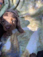 Gorgeous Dapple Long hair Boy , a male Miniature Dachshund for sale in San Antonio, TX – Photo 2 of 9