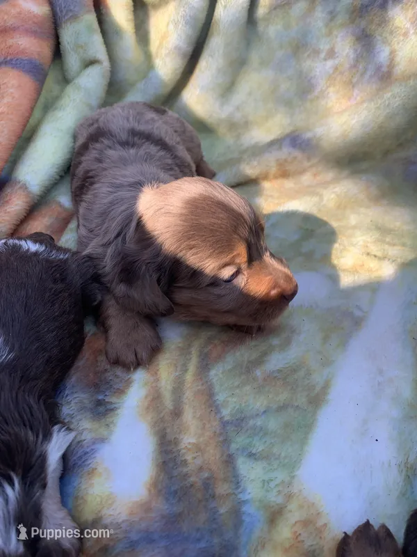 Gorgeous Dapple Long hair Boy  – Miniature Dachshund puppy for sale in San Antonio, TX