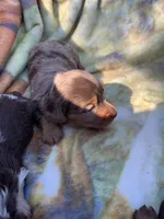 Gorgeous Dapple Long hair Boy , a male Miniature Dachshund for sale in San Antonio, TX – Photo 1 of 9