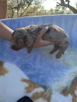 Gorgeous Dapple Long hair Boy , a male Miniature Dachshund for sale in San Antonio, TX – Photo 4 of 9